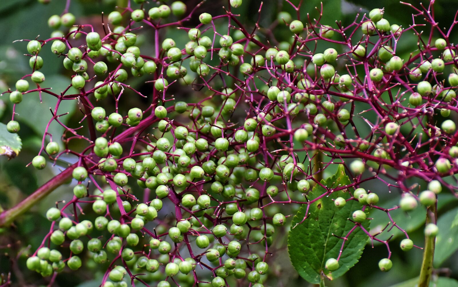 Nikon D7200 sample photo. Elder, elderberries, holder bush photography
