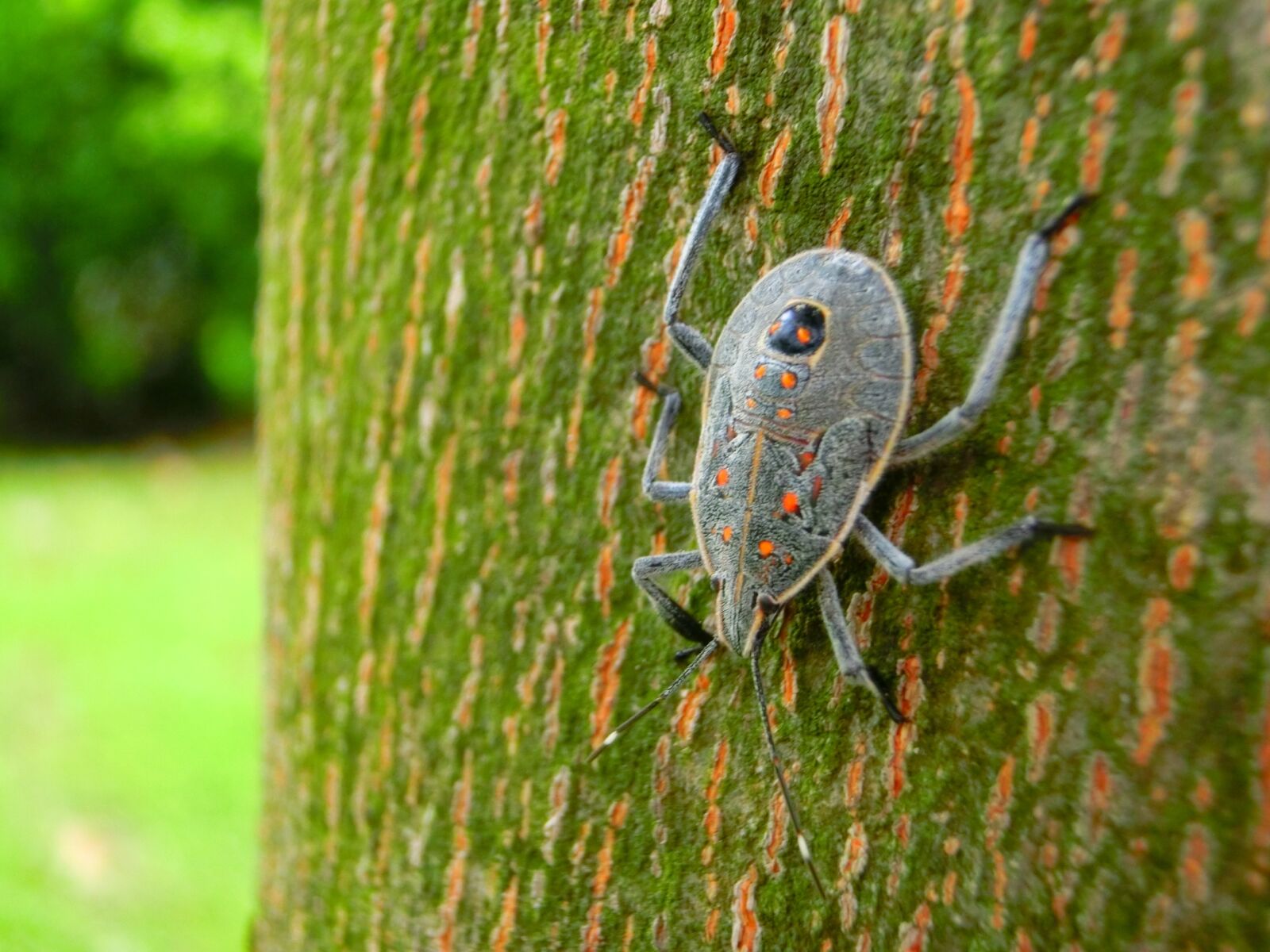 CASIO EX-ZR1200 sample photo. Quentin chong, beetles, taiwan photography