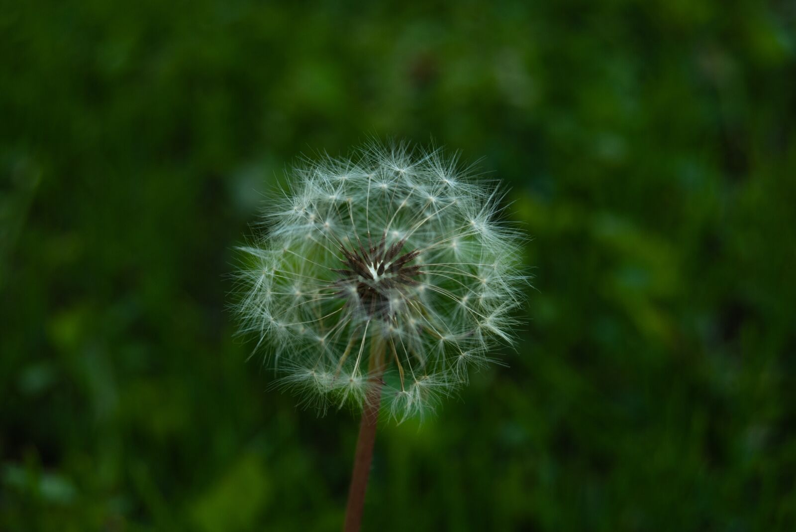 Nikon D60 sample photo. Dandelion, plant, nature photography