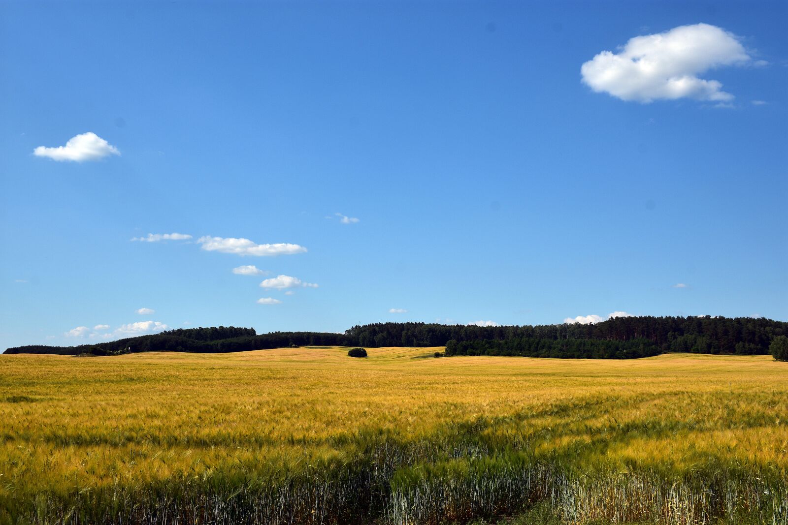 Nikon D3400 sample photo. Field, wheat, agriculture photography