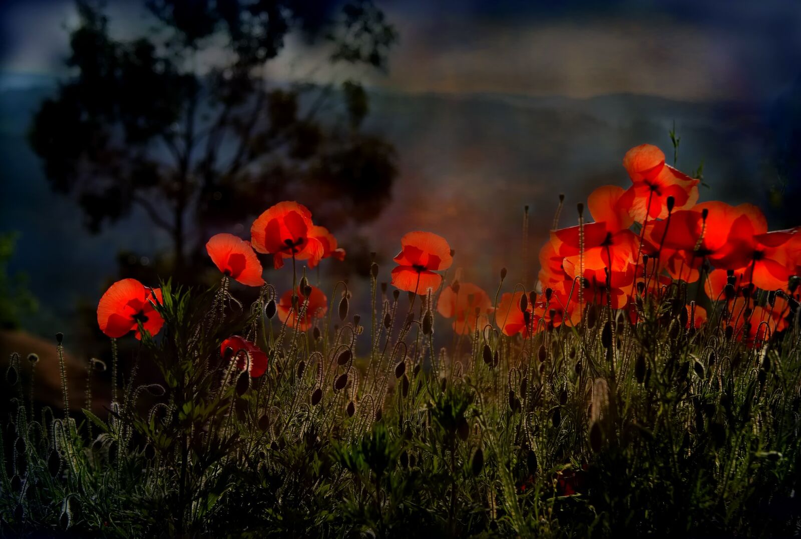 Canon EOS 1000D (EOS Digital Rebel XS / EOS Kiss F) sample photo. Poppy, flower, nature photography