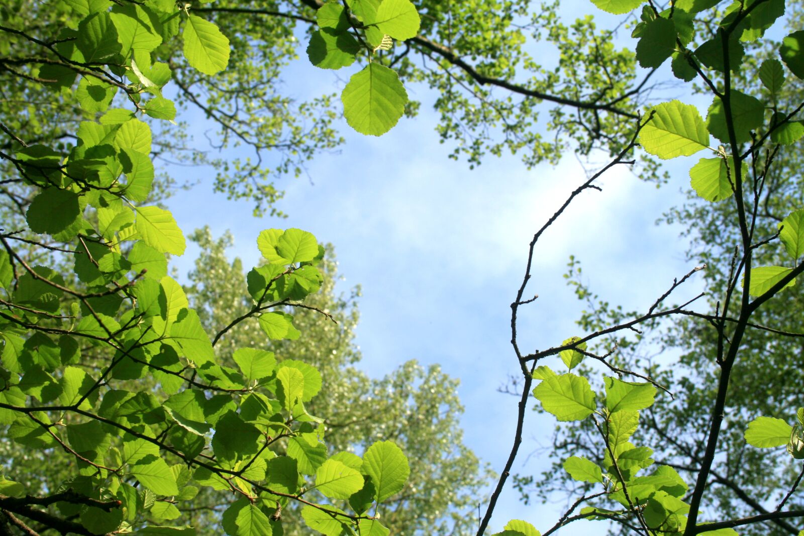 Canon EOS 400D (EOS Digital Rebel XTi / EOS Kiss Digital X) sample photo. Sky, foliage, leaf photography