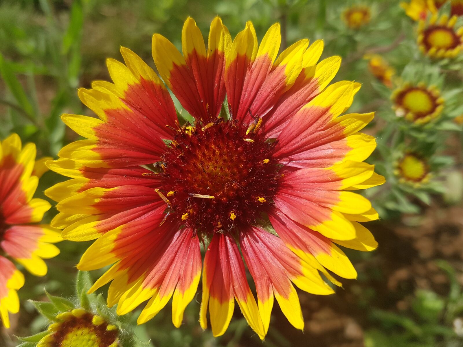 Samsung Galaxy S7 Edge sample photo. Plant, yellow, red photography