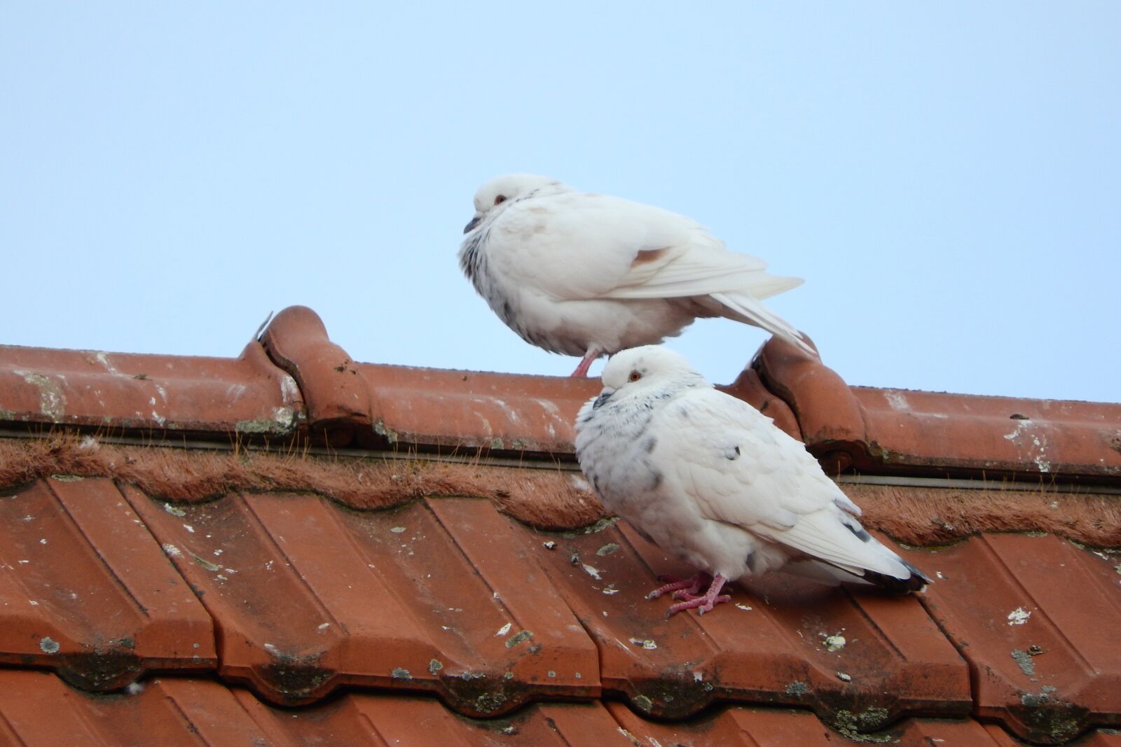 Nikon Coolpix P610 sample photo. Pigeons, the breeding of photography