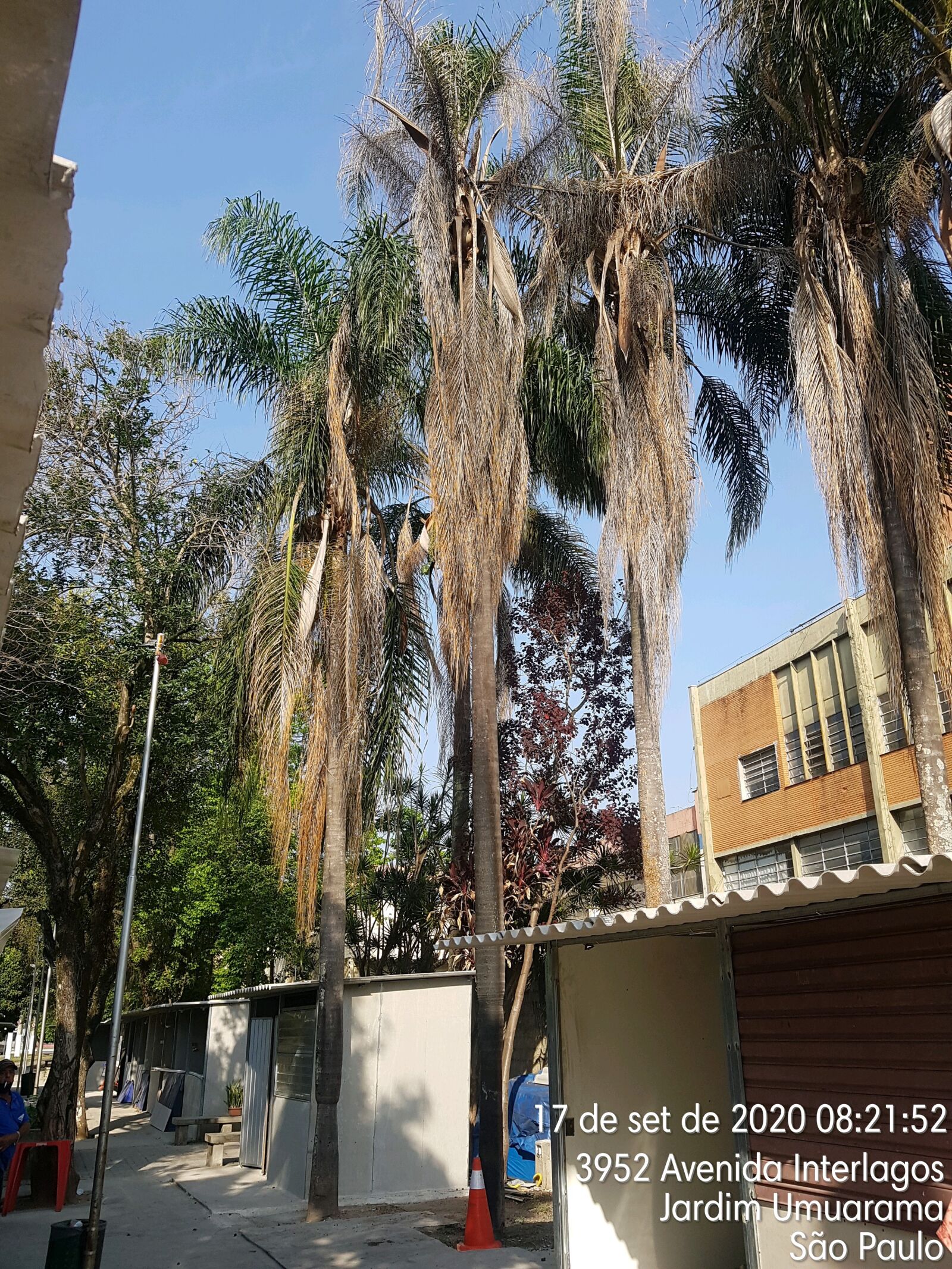 Samsung SM-G955F sample photo. Tree, palm tree, coconut photography
