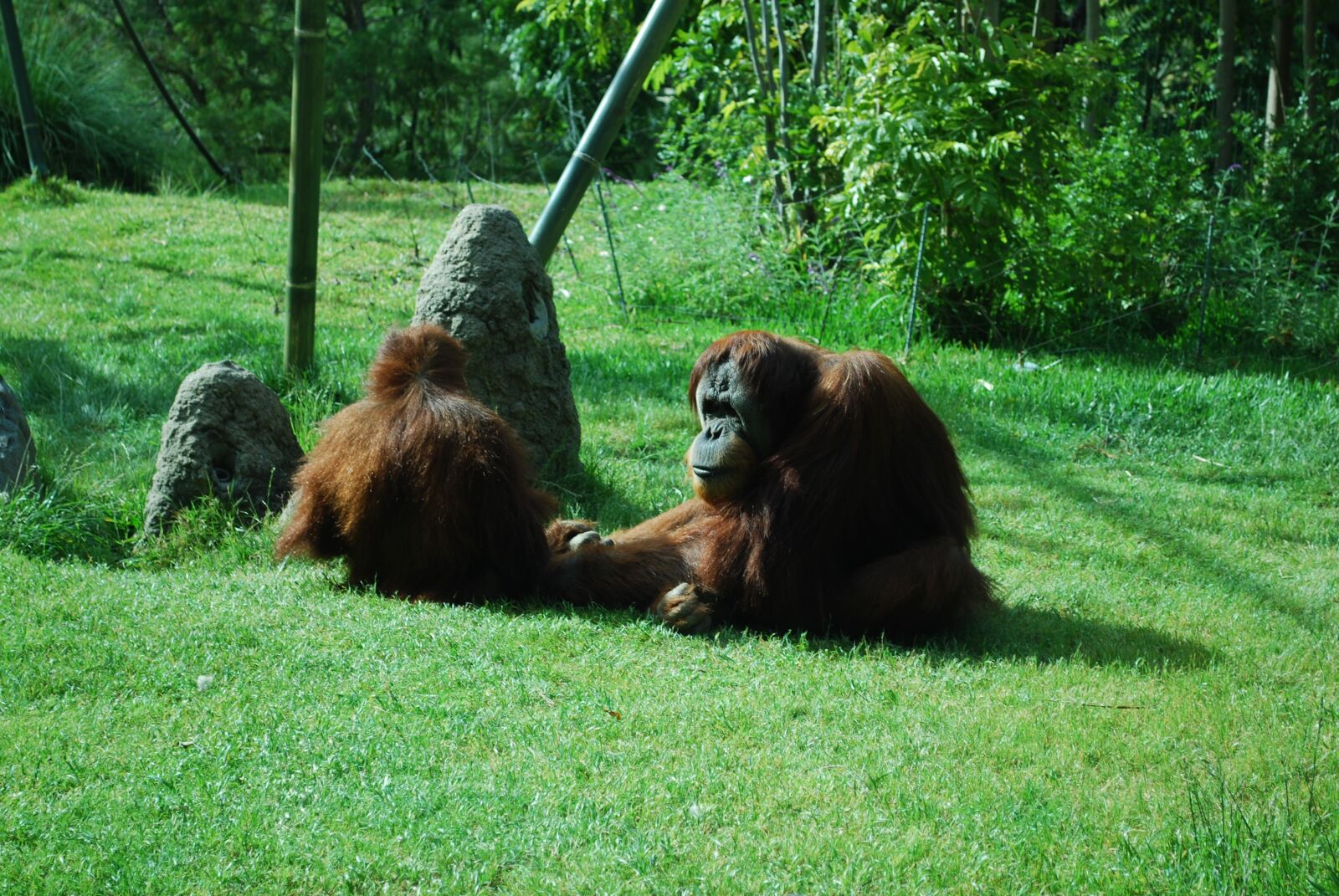 Nikon D60 sample photo. Orangutan, zoo, ape photography
