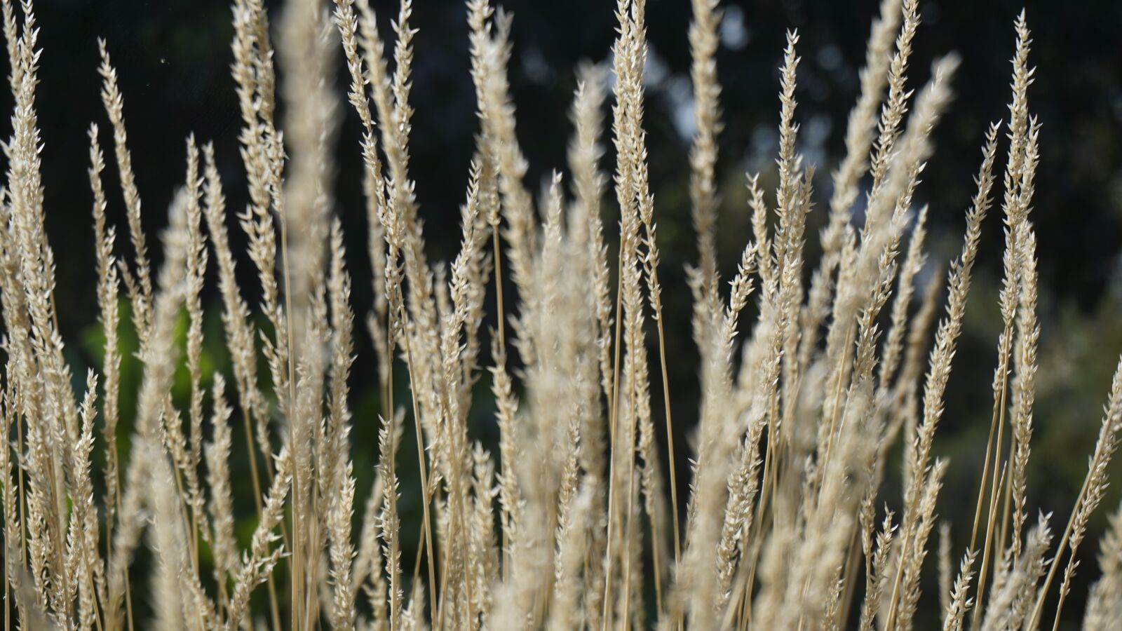 Sony a6000 sample photo. Grass, plant, natural photography