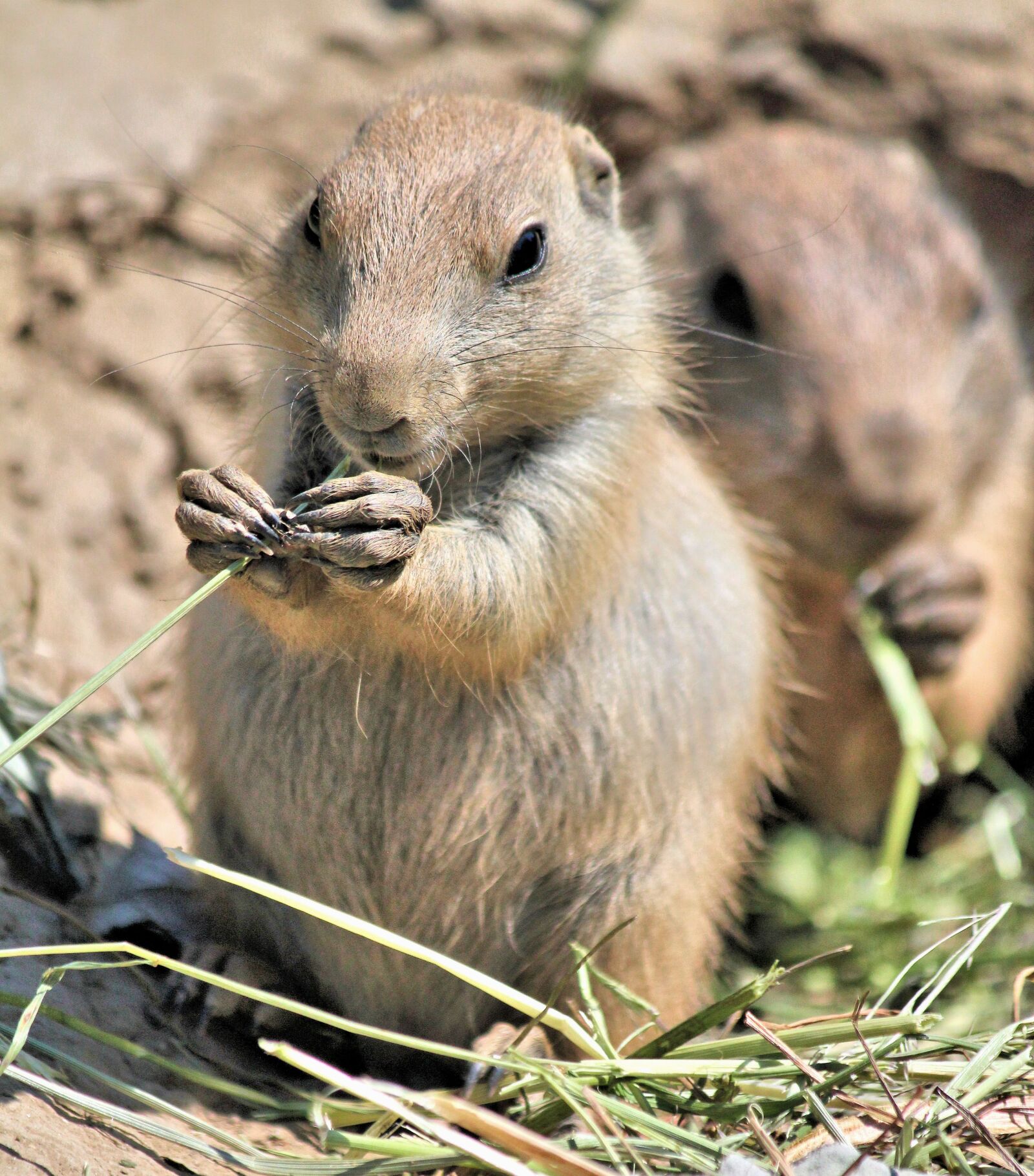 Canon EOS 550D (EOS Rebel T2i / EOS Kiss X4) sample photo. Prairie dogs, animal, rodent photography
