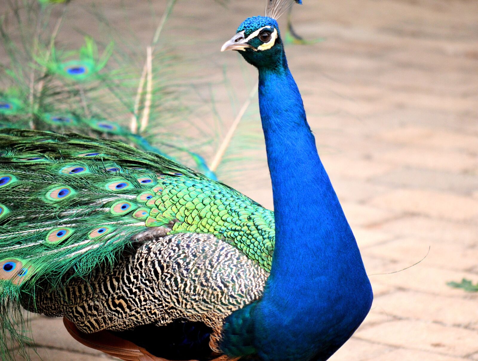 Nikon D3100 sample photo. Peacock, bird, exotic photography