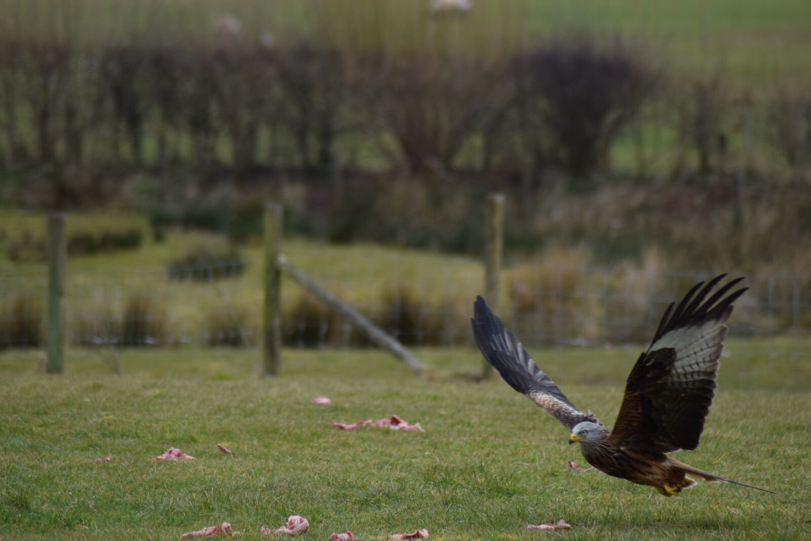 Nikon D5300 sample photo. Red kite, raptor, brecon photography