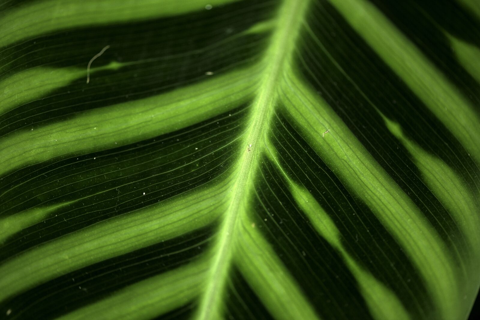 Nikon D750 sample photo. Leaf, macro, green photography
