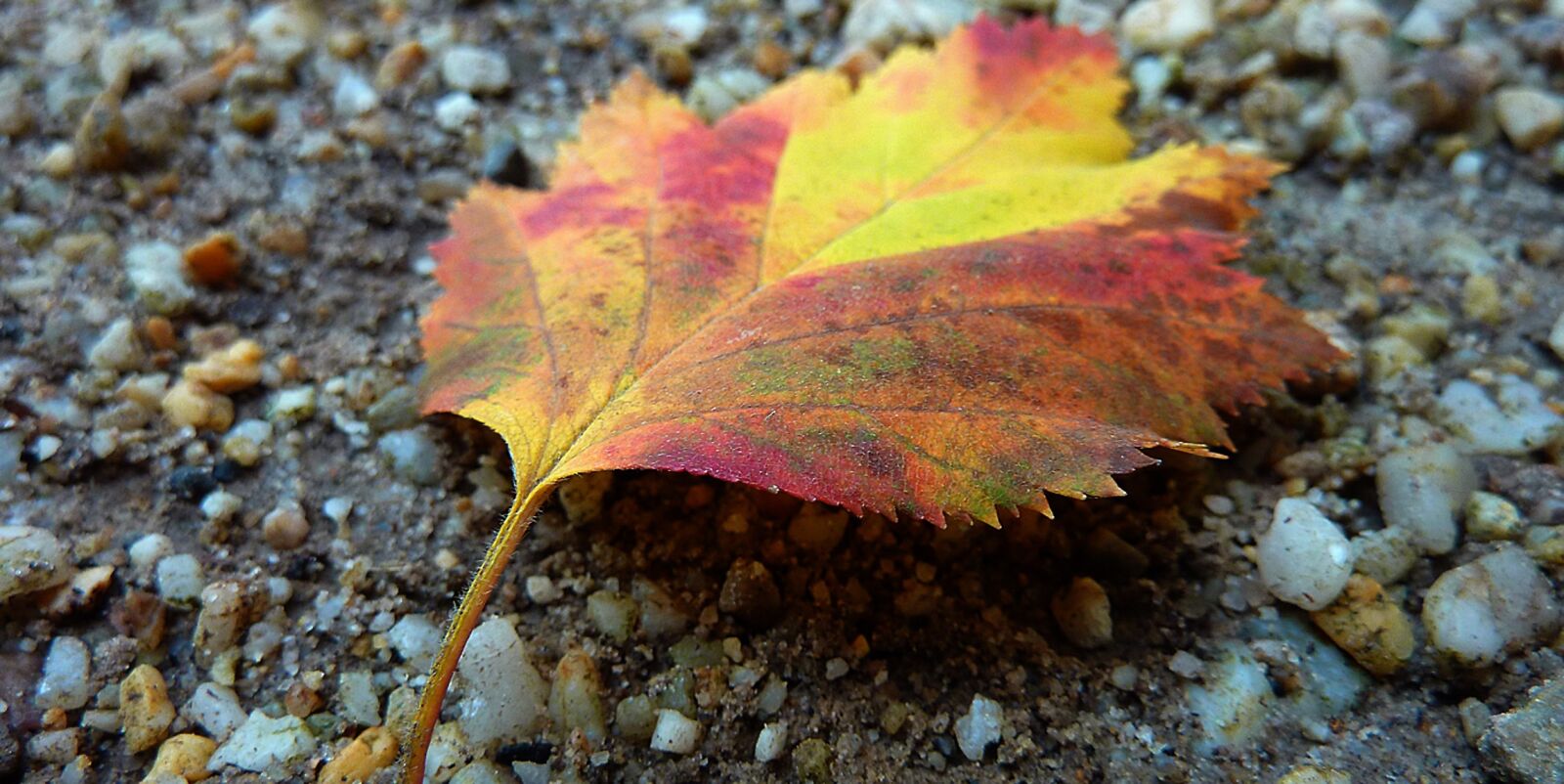 Panasonic DMC-TZ7 sample photo. Autumn, autumn leaf, fall photography