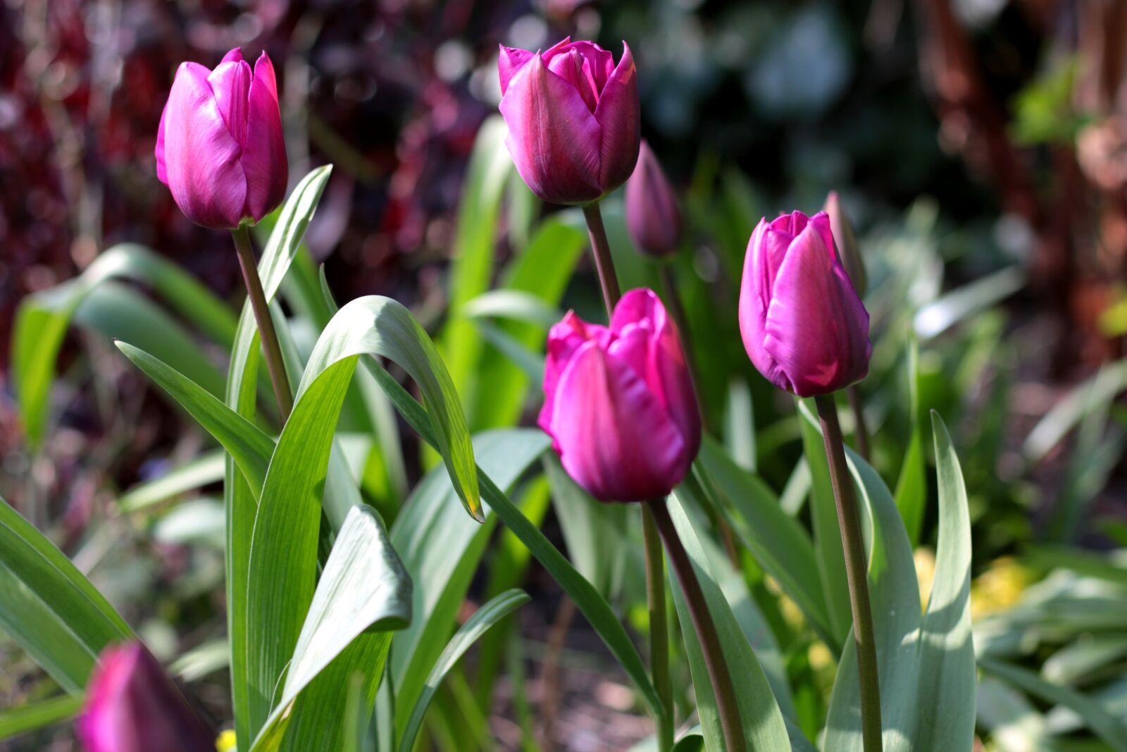 Canon EOS 7D Mark II sample photo. Tulipa triumph purple prince photography
