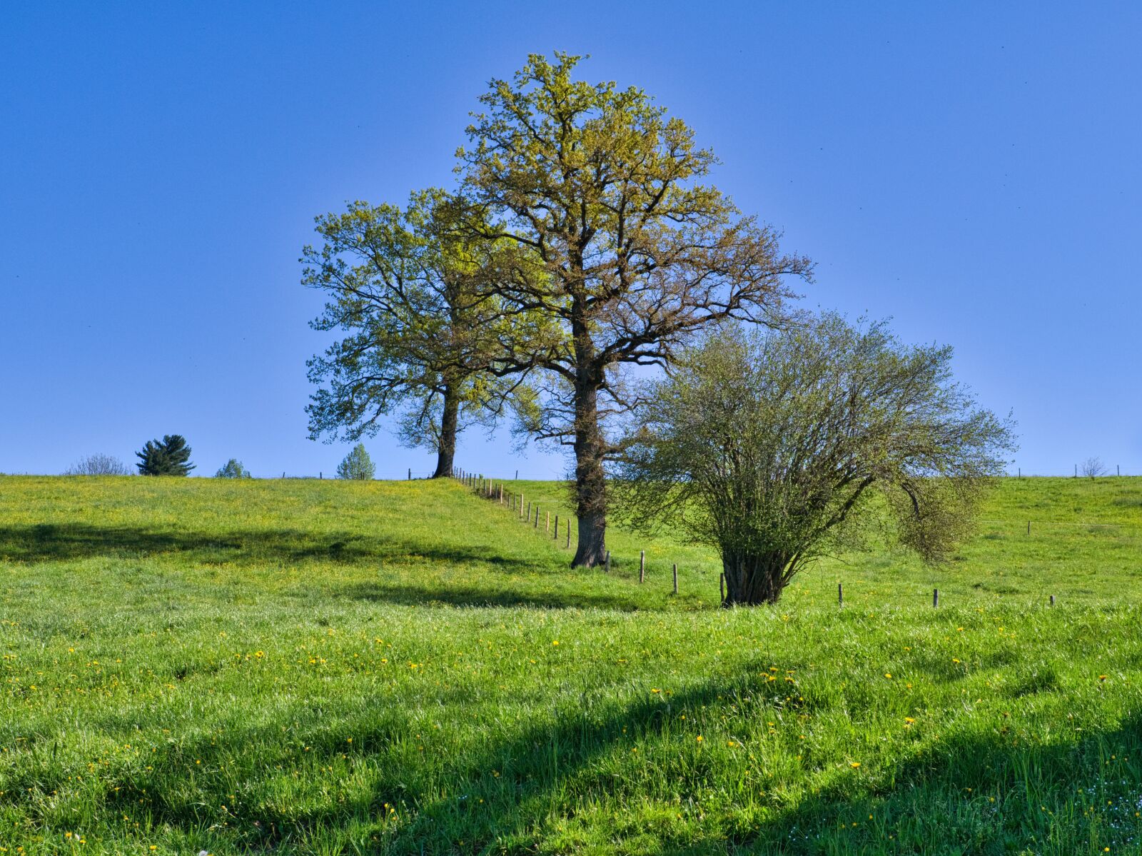 Nikon D7500 sample photo. Spring, nature, trees photography