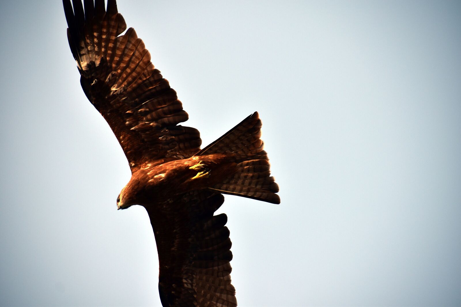 Nikon D5600 sample photo. Milvus migrans, bird of photography
