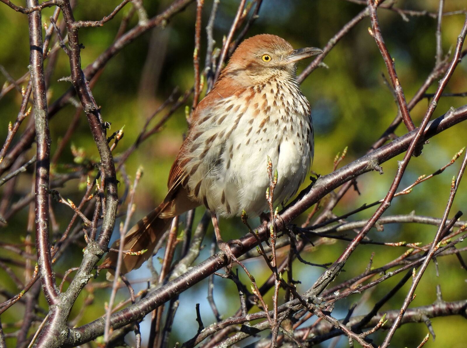 Nikon Coolpix P900 sample photo. Brown thrasher, toxostoma rufum photography