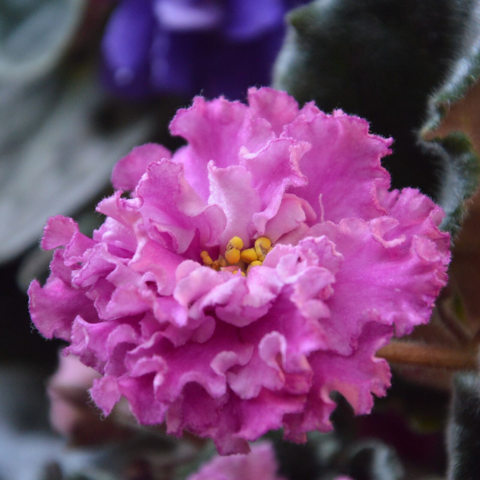 Nikon D3200 sample photo. African violet, flower, houseplant photography