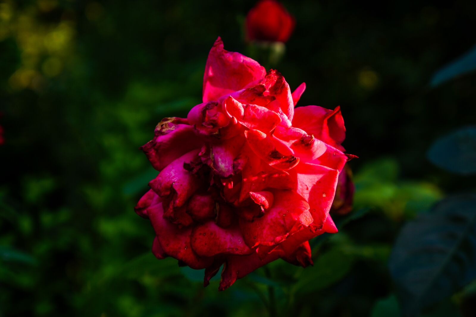 Sony a6000 + Tamron 18-200mm F3.5-6.3 Di III VC sample photo. Pink, roses, flowers photography