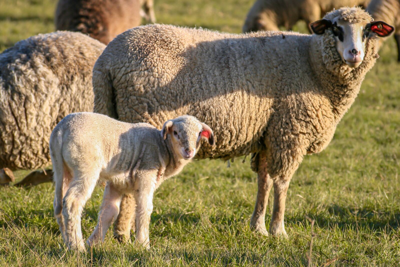 Canon EOS 400D (EOS Digital Rebel XTi / EOS Kiss Digital X) sample photo. Sheep, dam, lamb photography
