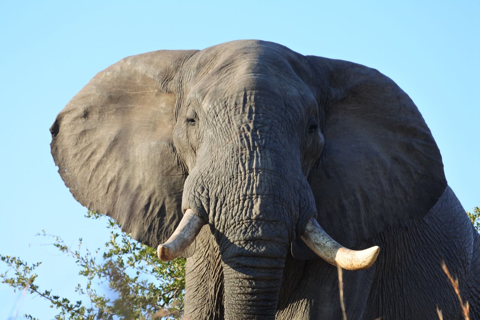 Nikon 1 Nikkor VR 30-110mm F3.8-5.6 sample photo. Elephant, africa, safari photography