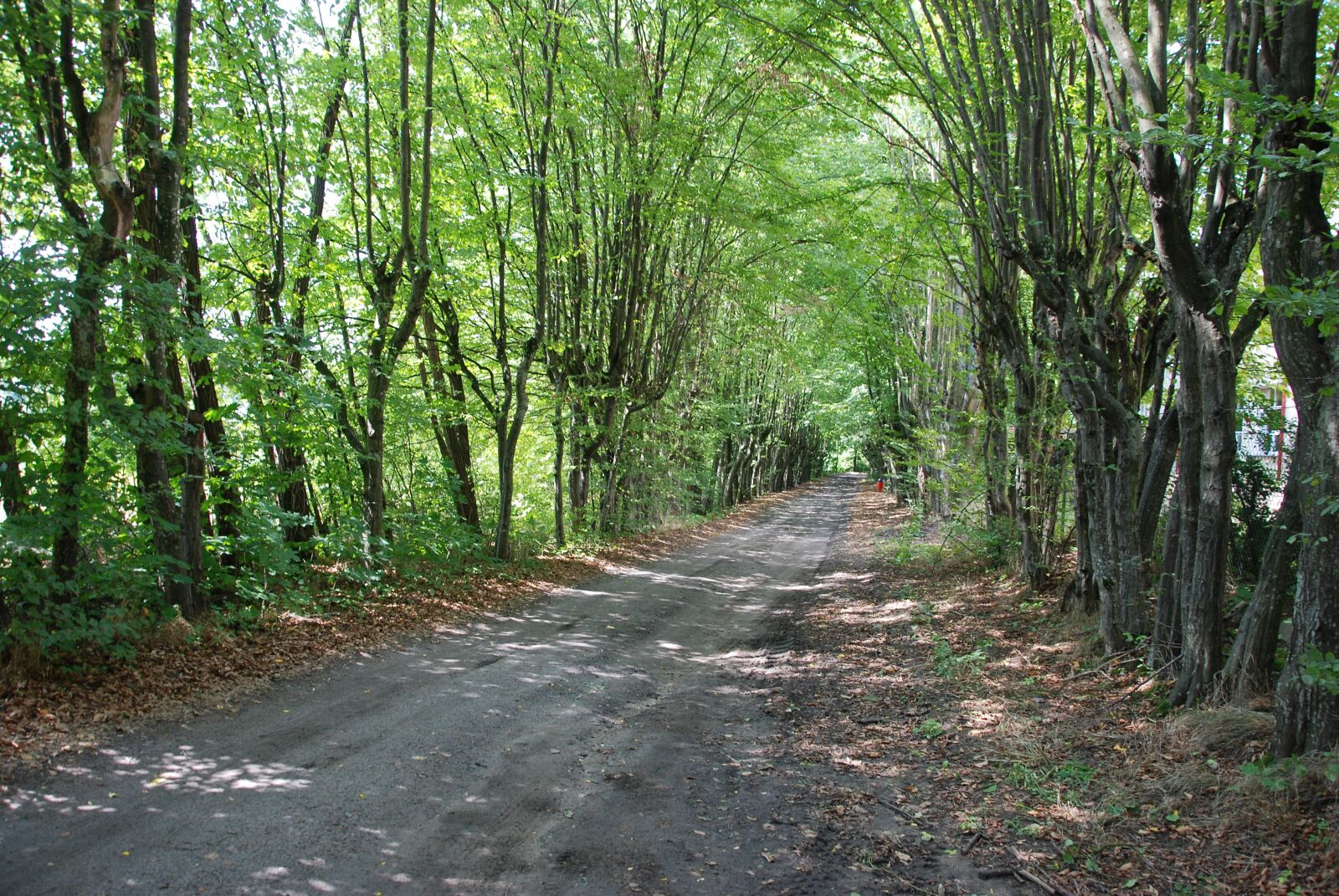 Nikon D80 sample photo. Podlaski, breakthrough, the path photography