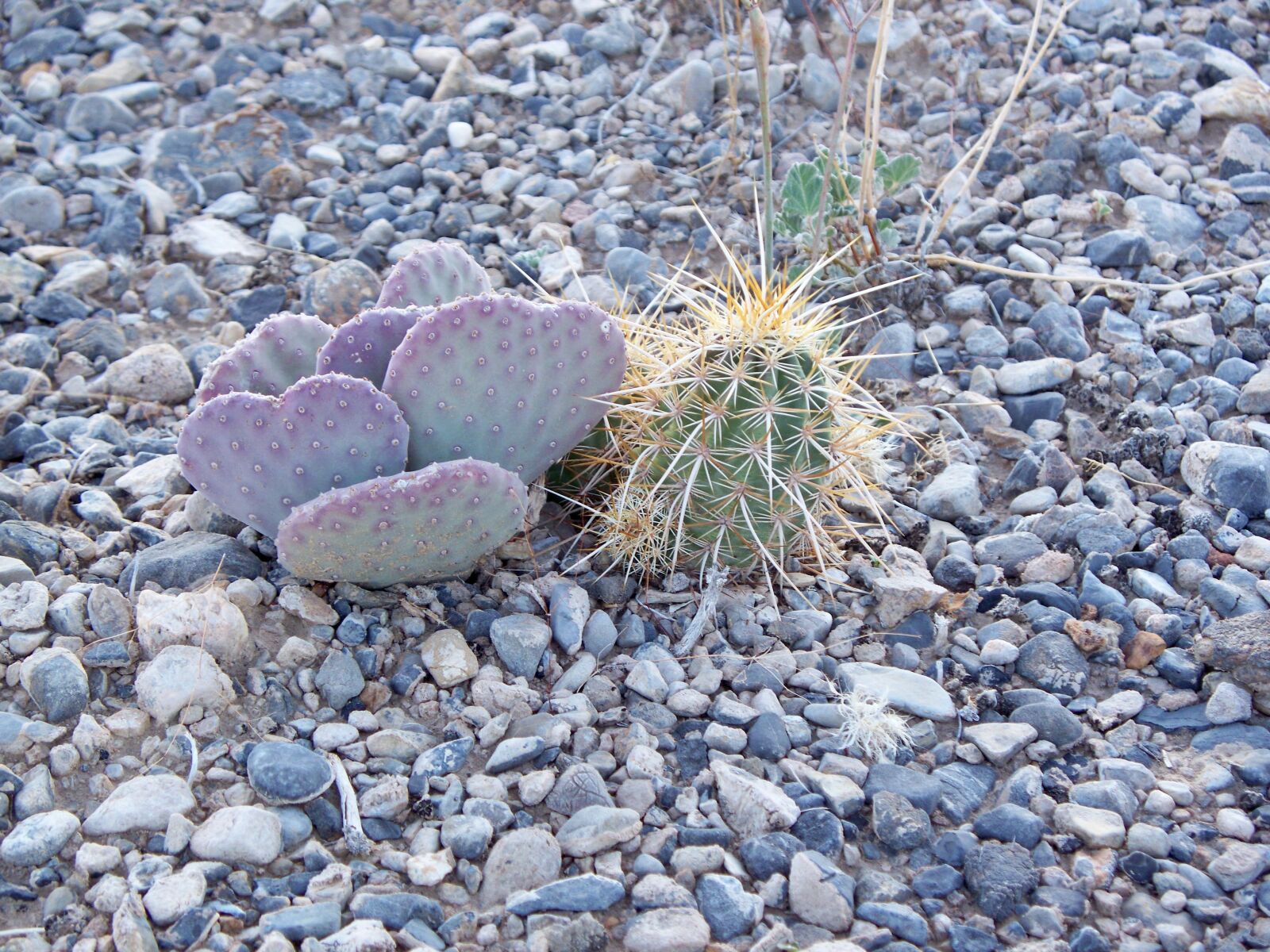 Kodak EASYSHARE Z1485 IS DIGITAL CAMERA sample photo. Desert, nevada, cactus photography