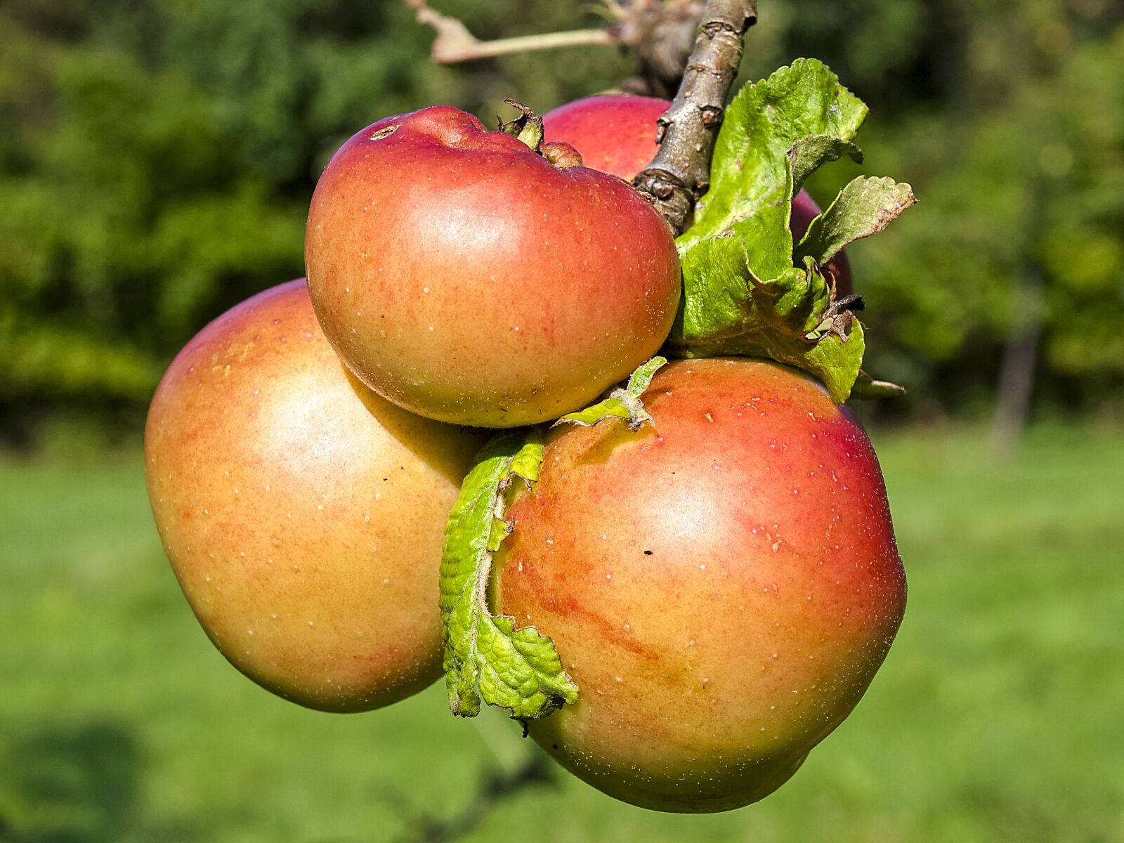 Olympus E-520 (EVOLT E-520) + OLYMPUS 14-42mm Lens sample photo. Apple, fruit, apple tree photography