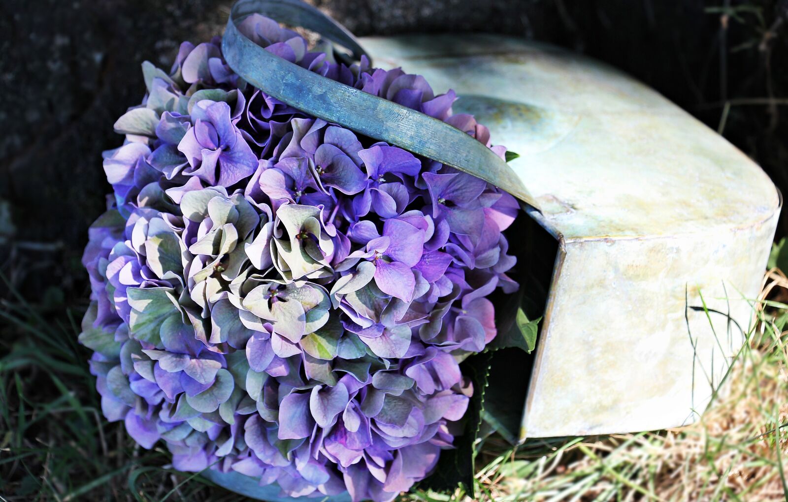 Canon EOS 550D (EOS Rebel T2i / EOS Kiss X4) sample photo. Hydrangea, flower, blossom photography