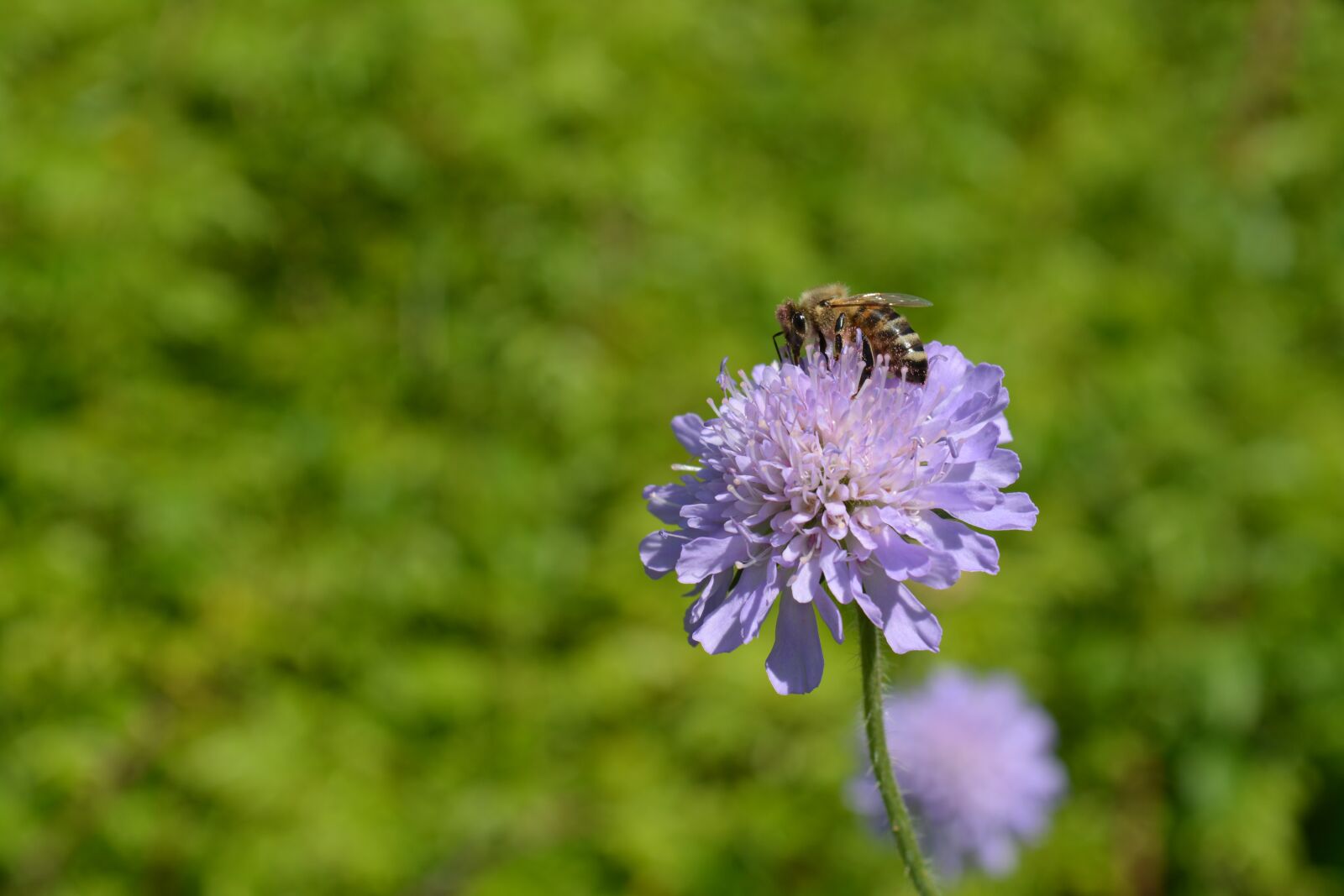 Nikon D5200 sample photo. Nature, summer, flower photography