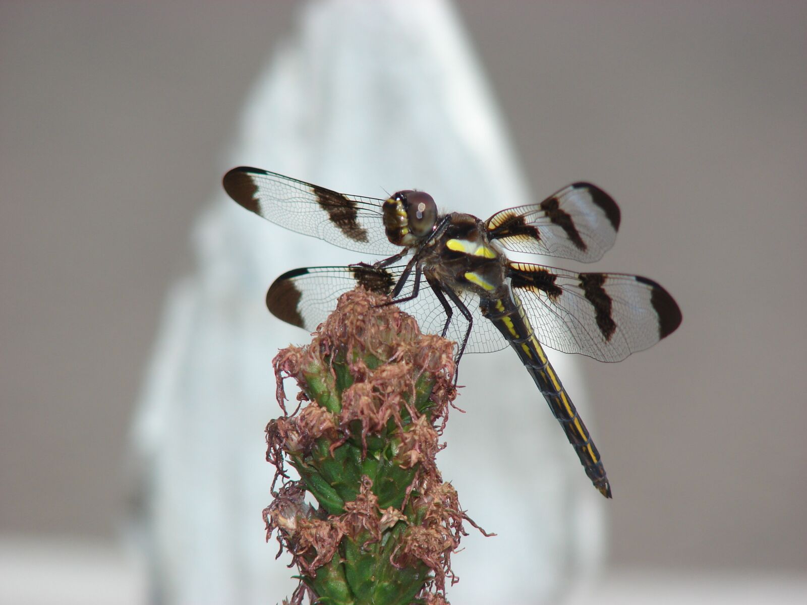 Sony DSC-H2 sample photo. Dragonfly, wings, insect photography