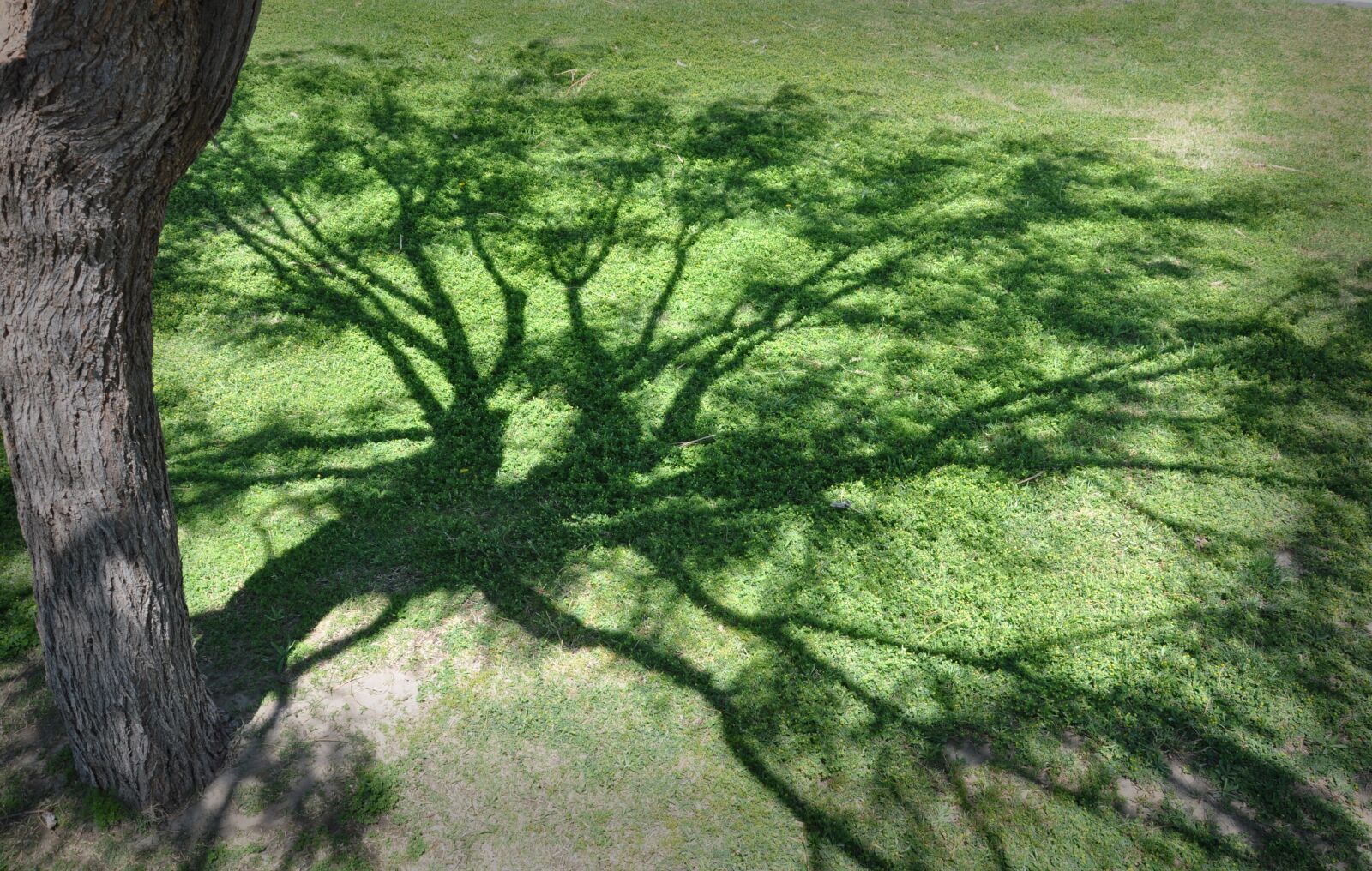 Nikon D90 sample photo. Shadows, tree, nature photography