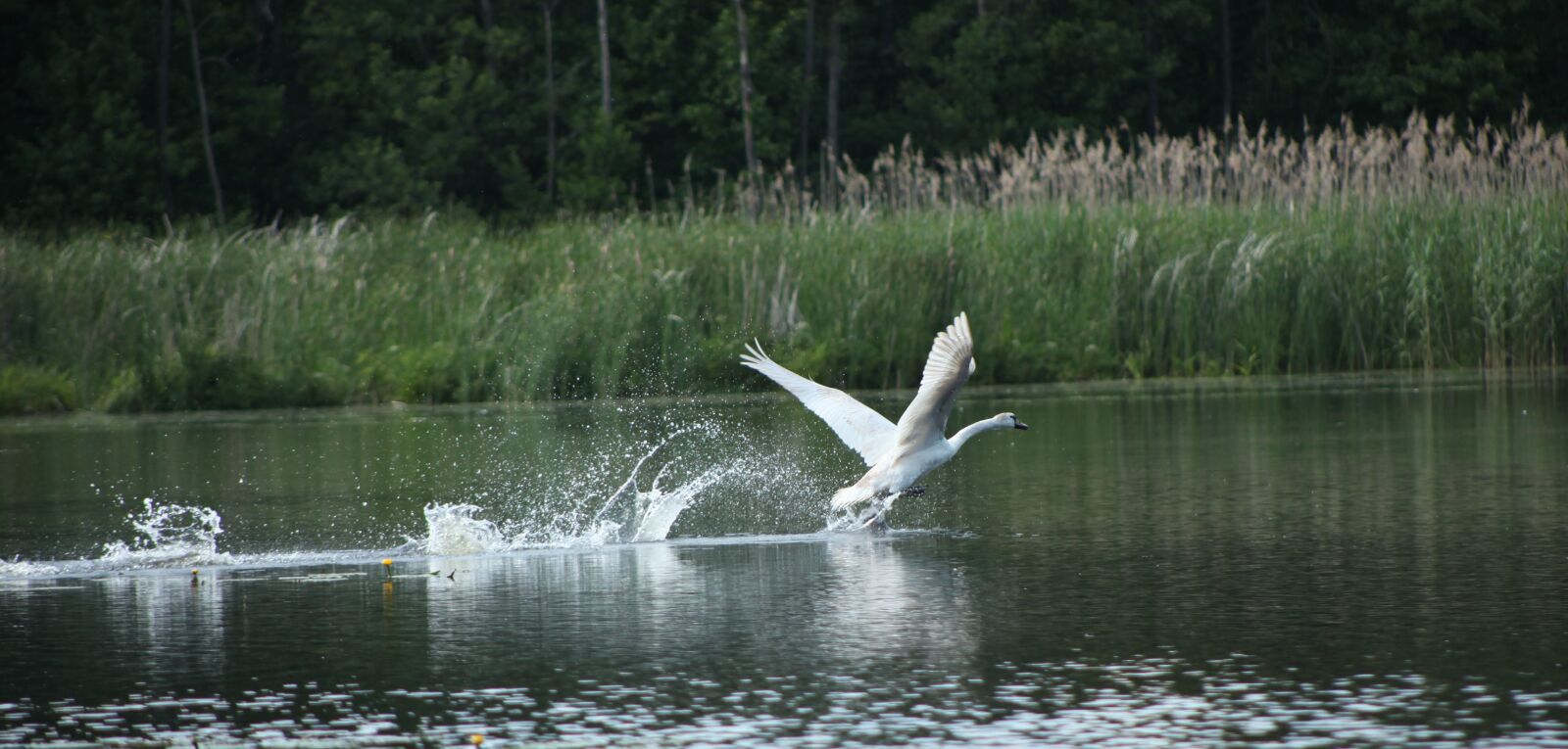 Canon EOS 5D Mark II sample photo. Swan, lake, bird photography