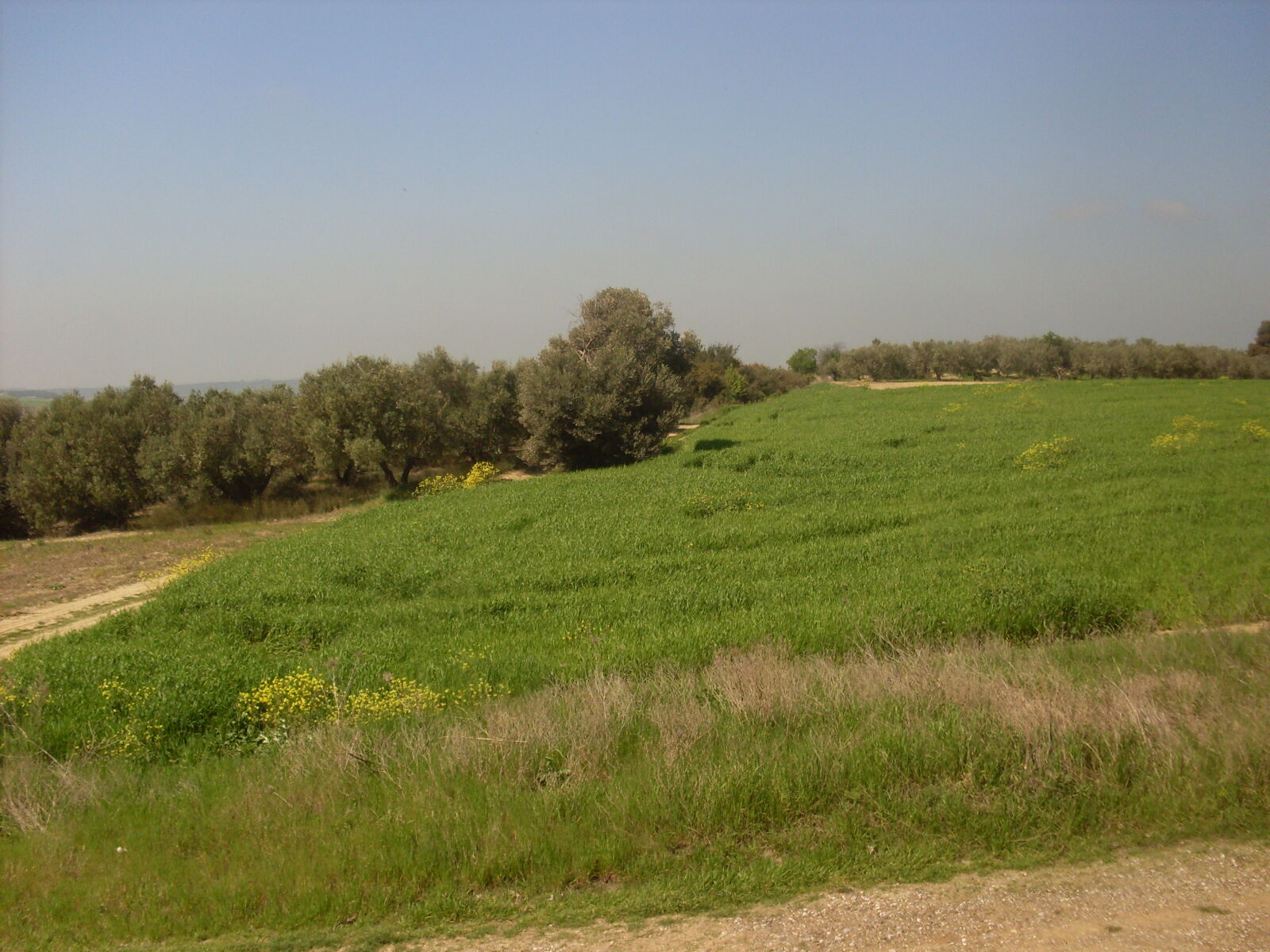 Samsung KENOX S760  / Samsung S760 sample photo. Blue, grass, green, olives photography