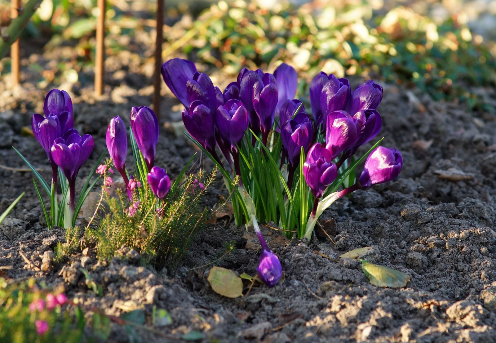 Sony a99 II + Minolta AF 200mm F2.8 HS-APO G sample photo. Crocus, purple, spring photography