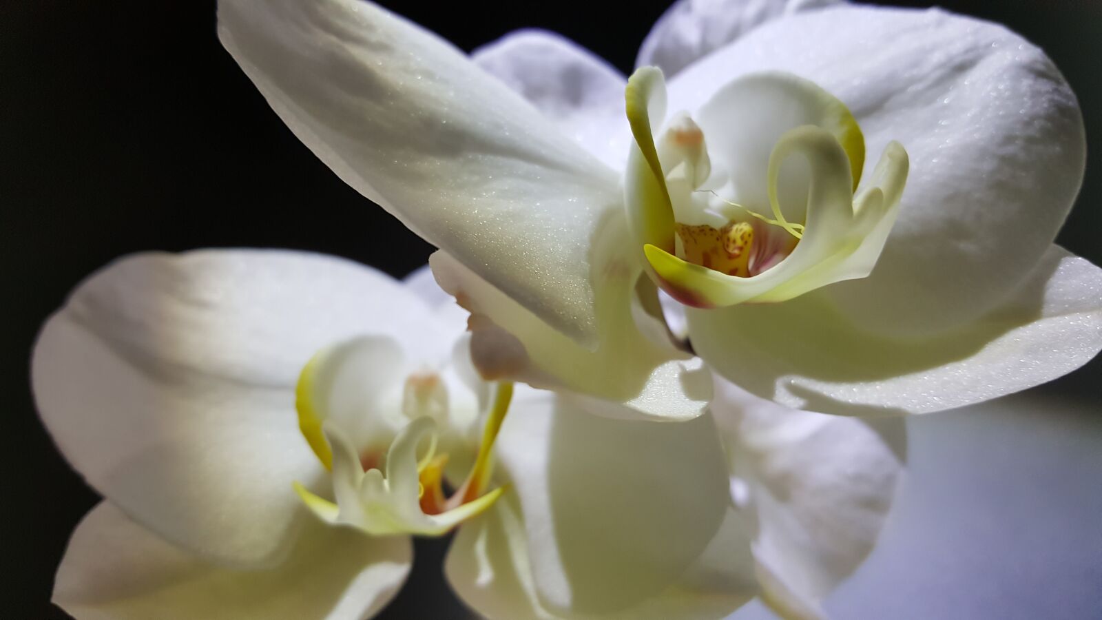 Samsung Galaxy S6 sample photo. Flower, nature, plant photography