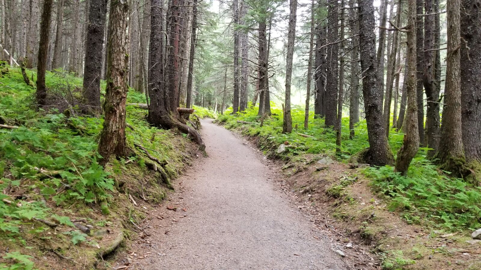 Samsung Galaxy S8 sample photo. Alaska, forest, landscape, path photography