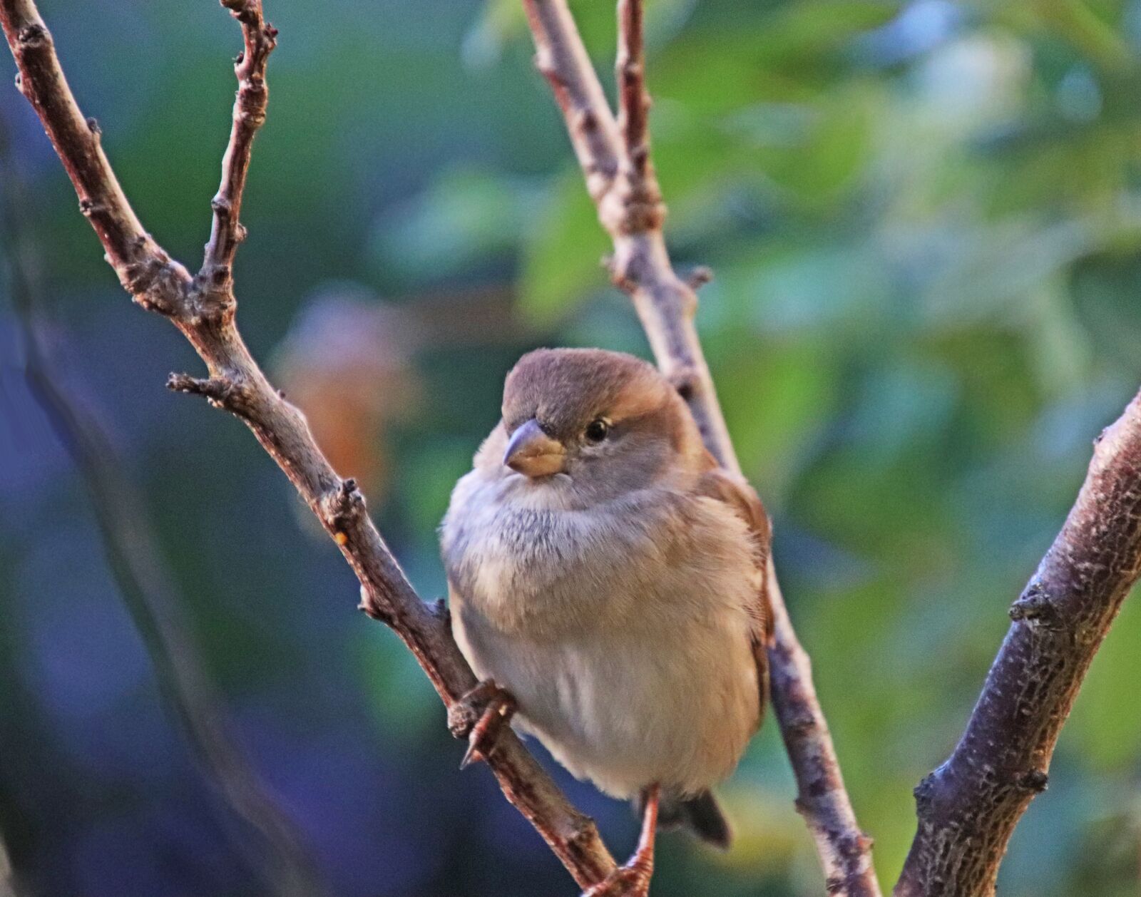 Canon EOS 800D (EOS Rebel T7i / EOS Kiss X9i) sample photo. Sparrow, bird, fluffy photography