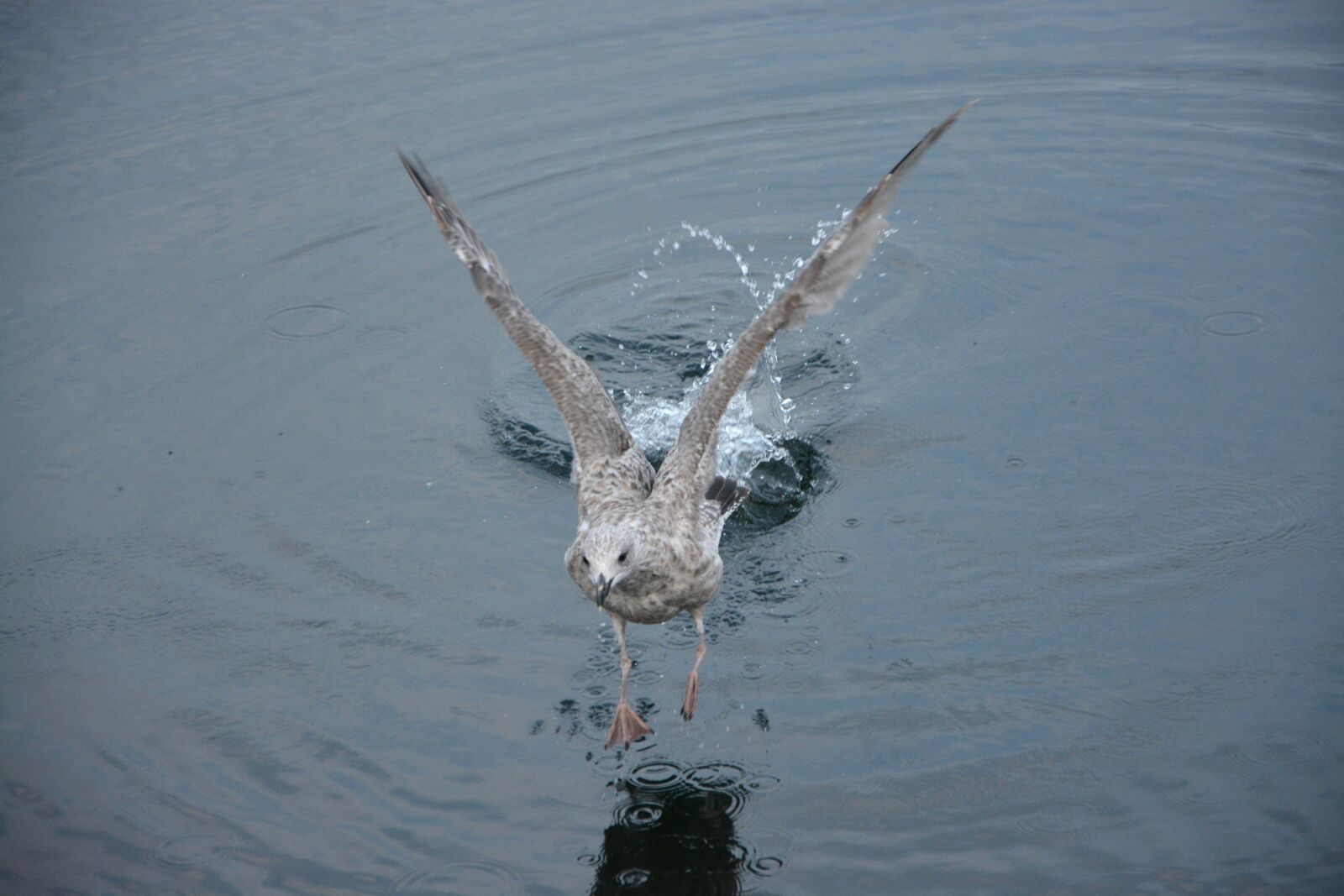 Nikon D5200 sample photo. Seagull, flight bird, sea photography