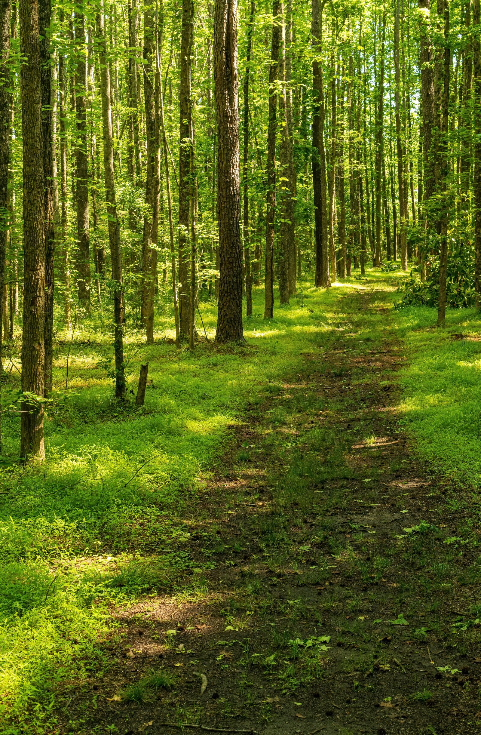 Sony E 35mm F1.8 OSS sample photo. Path, trail, forest trail photography