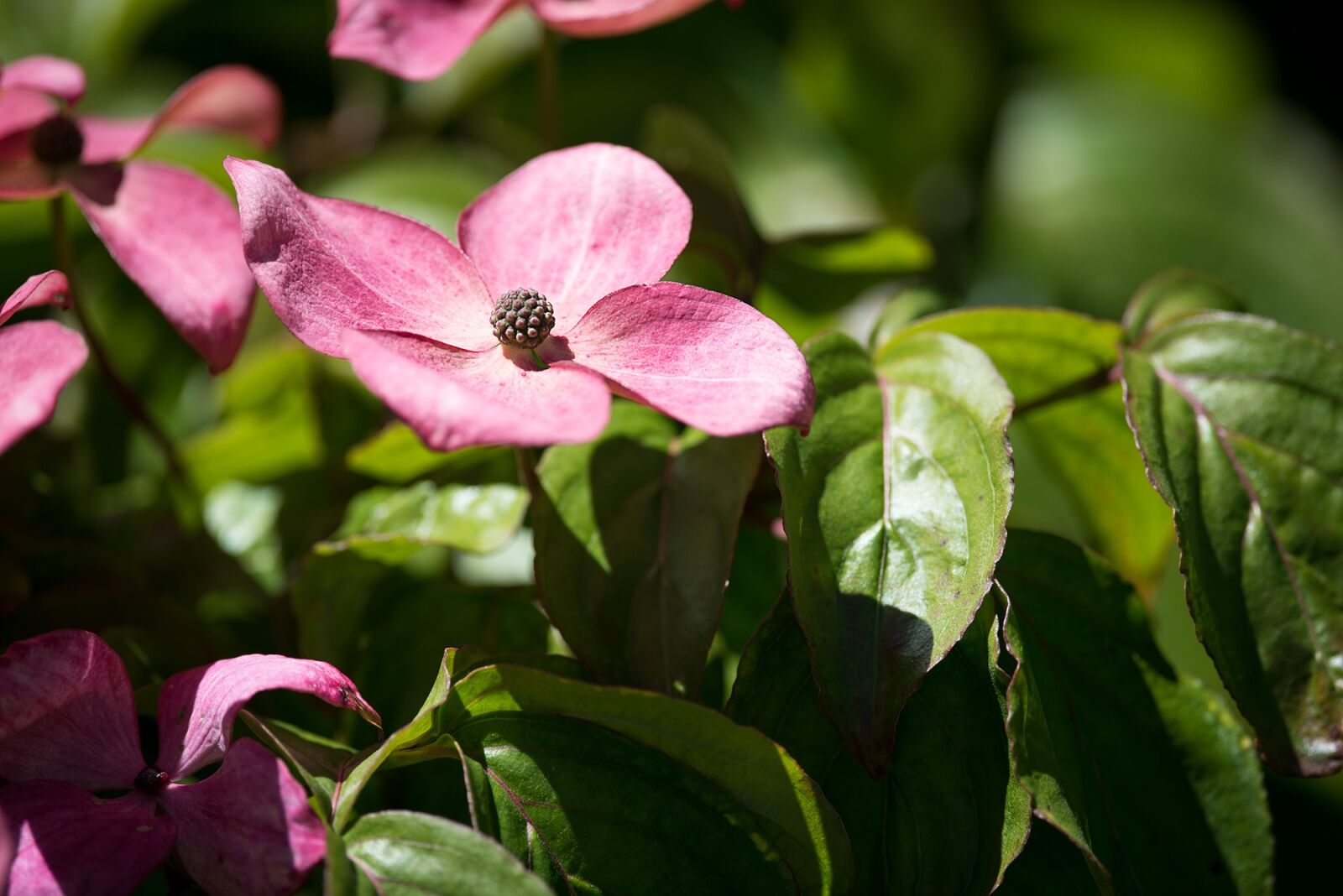 Nikon D750 sample photo. Blossom, bloom, pink photography