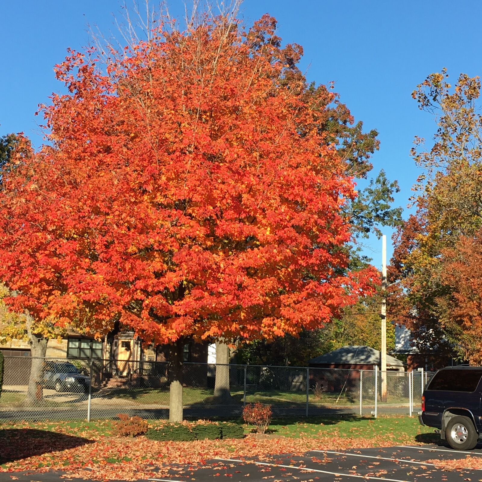 Apple iPhone 6s sample photo. Autumn, colours, mothernature, nature photography