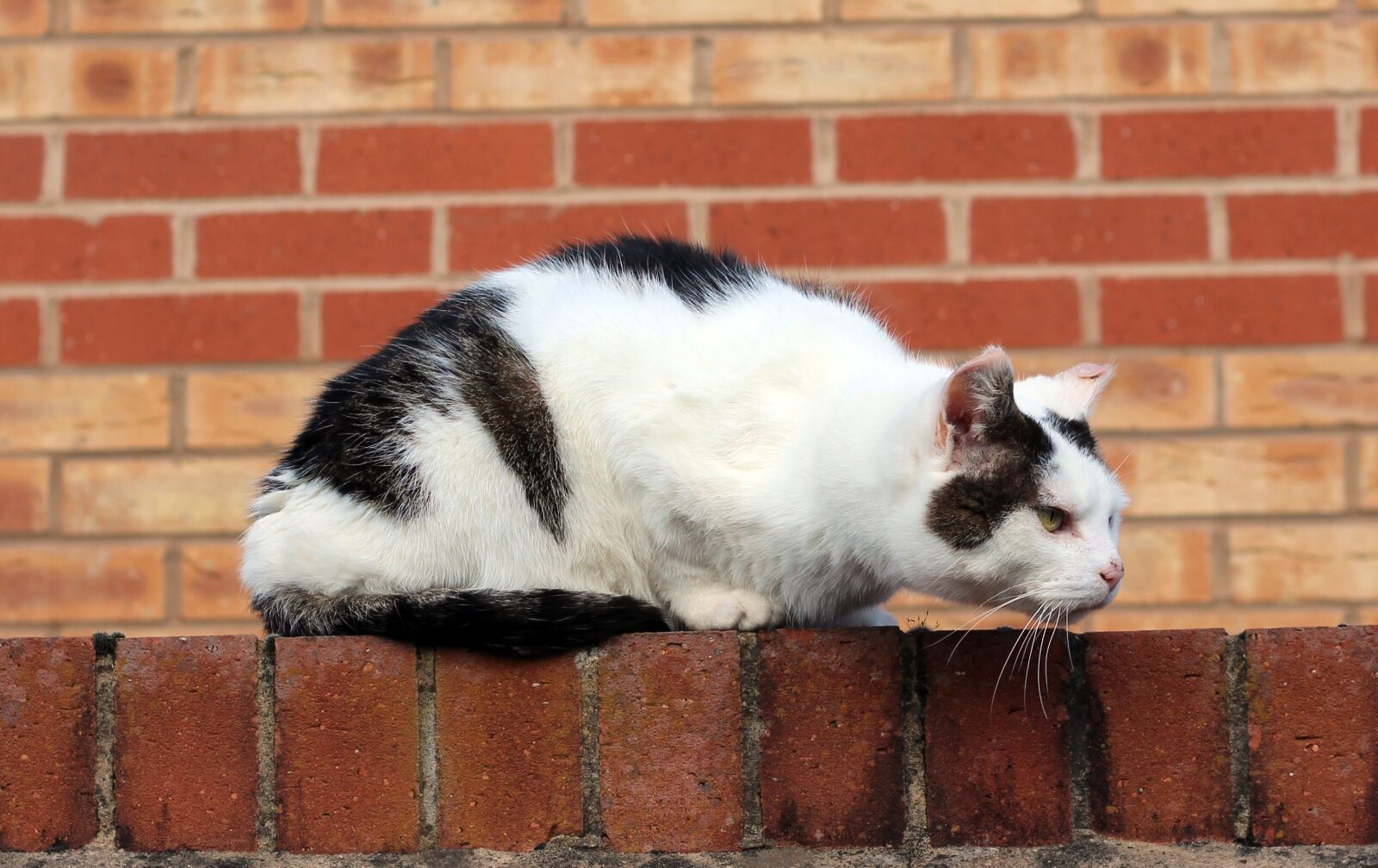 Canon EOS 700D (EOS Rebel T5i / EOS Kiss X7i) + Canon EF 50mm F1.8 II sample photo. Cat, brick wall, red photography