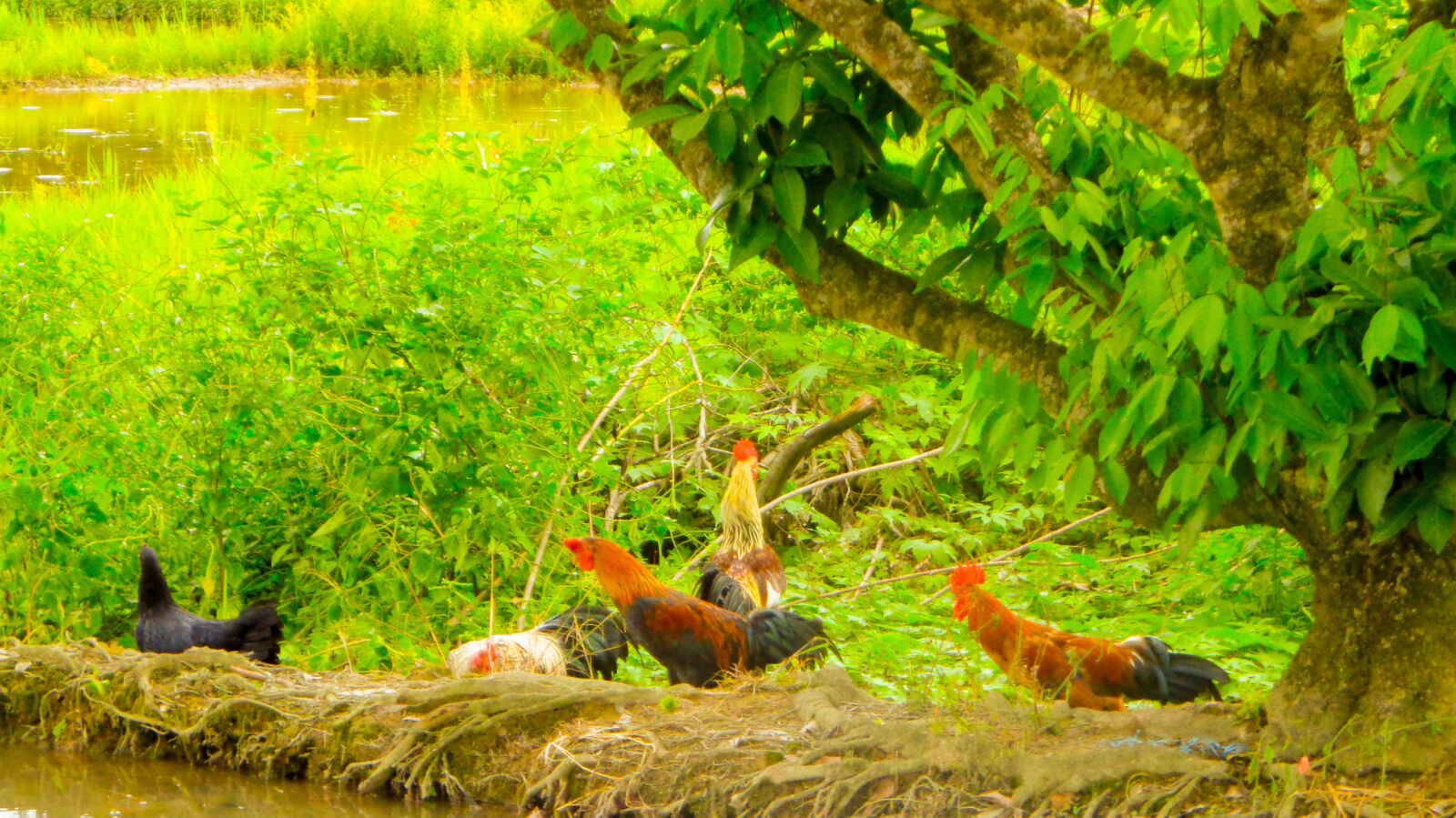 Sony Cyber-shot DSC-W830 sample photo. Paradise, chicken, bird photography