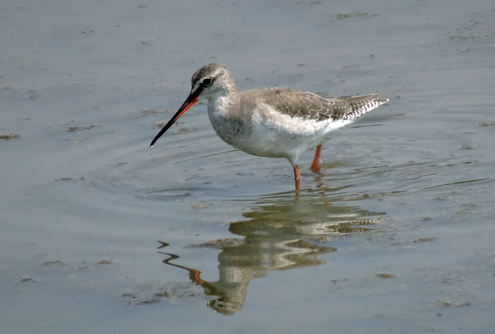 Sony Cyber-shot DSC-HX90V sample photo. Bird, wader, spotted redshank photography