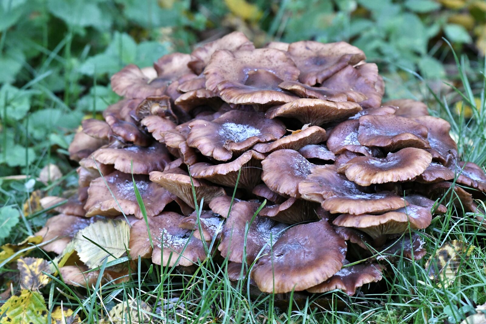 Nikon D500 sample photo. Fungi, mushrooms, autumn photography