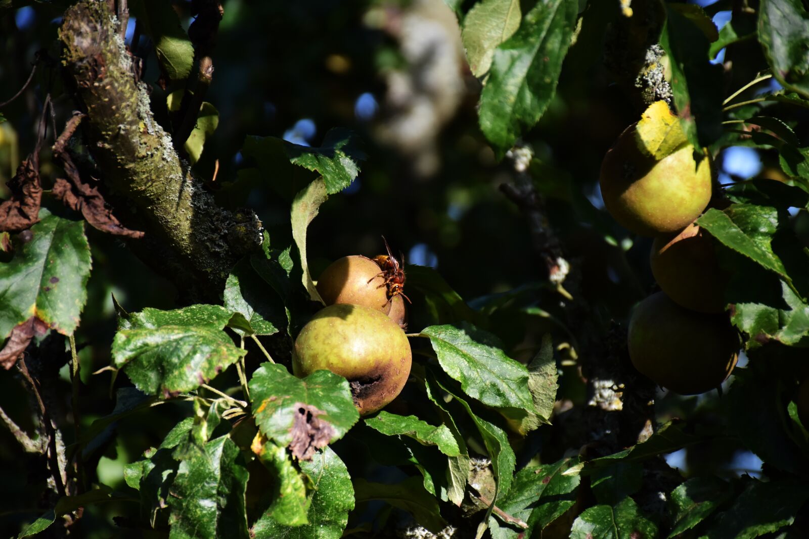 Nikon D7200 sample photo. Hornet, apple, tree photography