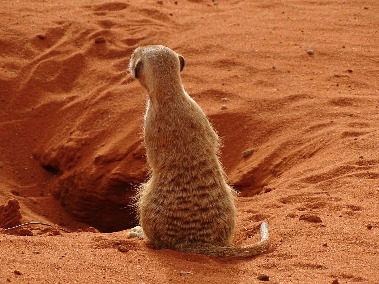 Sony Cyber-shot DSC-HX400V sample photo. Namibia, meerkat, africa photography