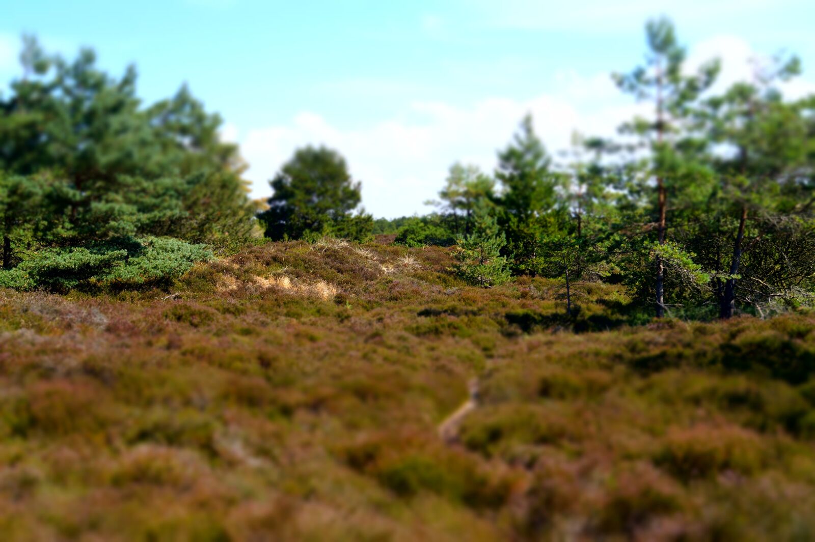 Sony DT 18-55mm F3.5-5.6 SAM II sample photo. Landscape, heide, pine photography