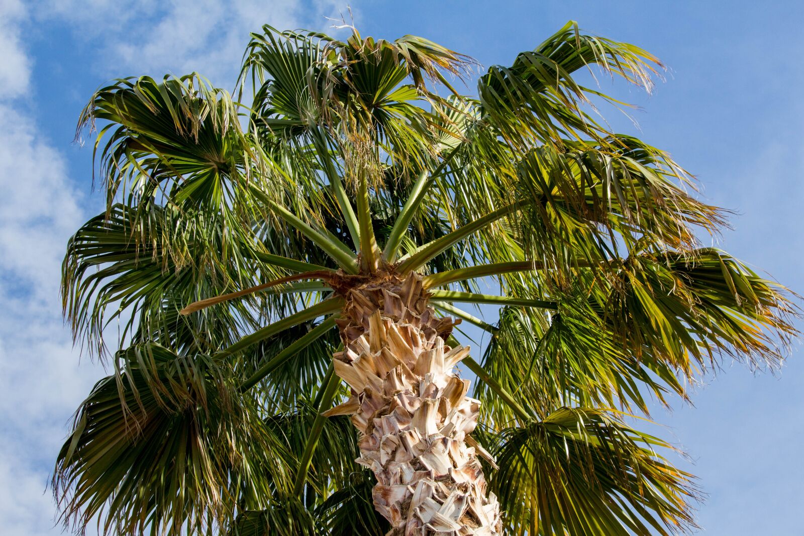 Canon EOS 700D (EOS Rebel T5i / EOS Kiss X7i) sample photo. Palm, tree, nature photography
