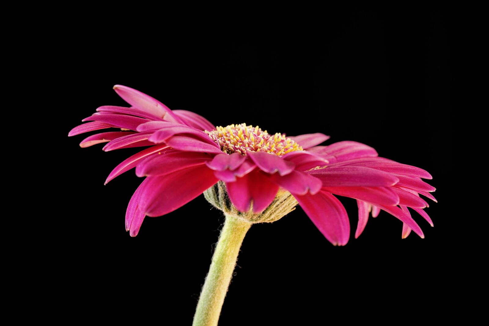 Sony a7 II + Sony FE 50mm F2.8 Macro sample photo. Gerbera, flower, blossom photography